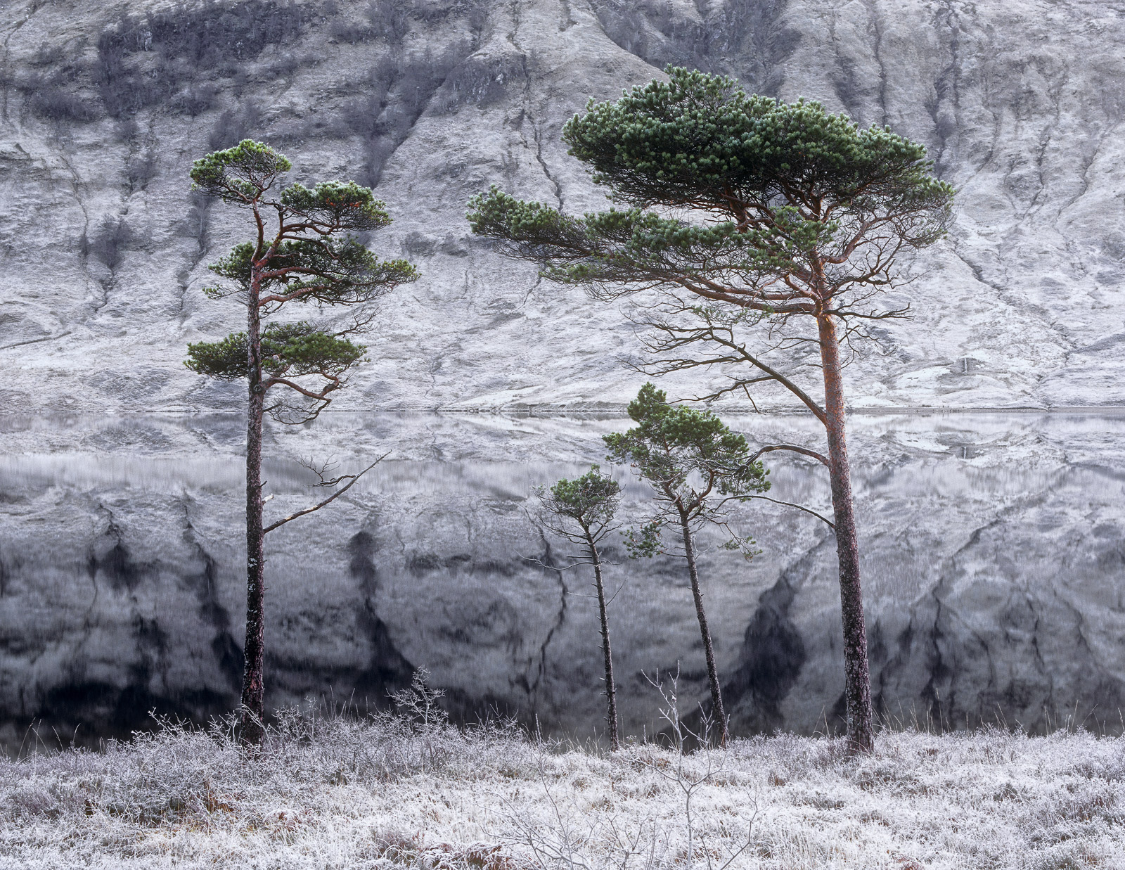 A little family of straggly Scots pine at the edge of deep frosted Loch a Chroisg.&nbsp; The trees alone seem to have escaped...